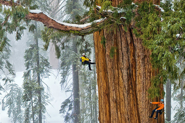 Giant Sequoia